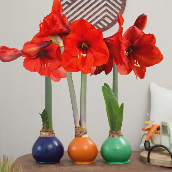 Wax amaryllis - Etsy 日本