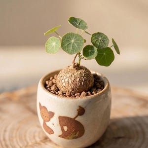 Caudex Plants - Etsy