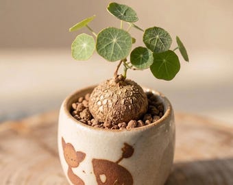 Pachypodium Rosulatum Var. Gracilius Caudex SEED - Etsy