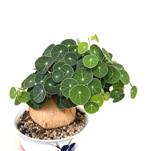 Stephanie Erecta bulb about -~2in. Bulb only