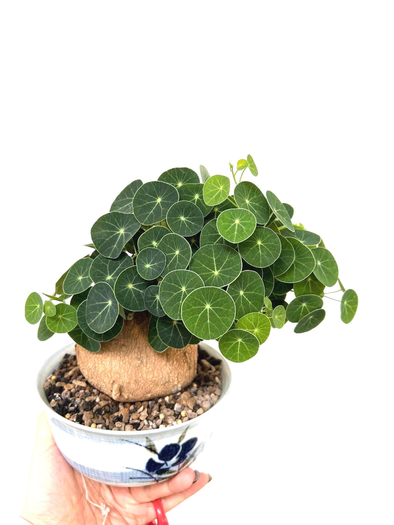 Unusual Caudex Plants - Etsy