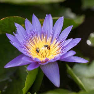 Nenúfares vibrantes con abejas danzantes en un estanque zen bañado por el sol, armonía de la naturaleza y luz matutina, arte digital, decoración botánica para pared.