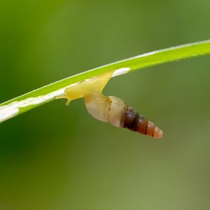 May include: A small snail with a brown and tan shell clings to a green blade of grass. The snail's body is a pale yellow color, and it is positioned on the underside of the leaf. The background is a soft, blurred green.