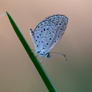 Kleine grasblauwe vlinder, macrofoto Zizina otis, natuurkunst met hoge resolutie, botanisch decor, insectenposter