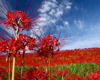 Red Spider Lily Bulb: Lycoris Radiata Fall Bloom Perennial - Etsy