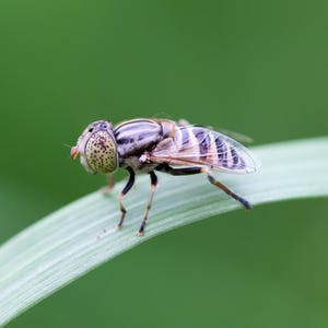Puede incluir: Primer plano de un sírfido, con cuerpo rayado y ojos estampados, posado sobre una hoja verde. Las alas del insecto son translúcidas y el fondo es verde.