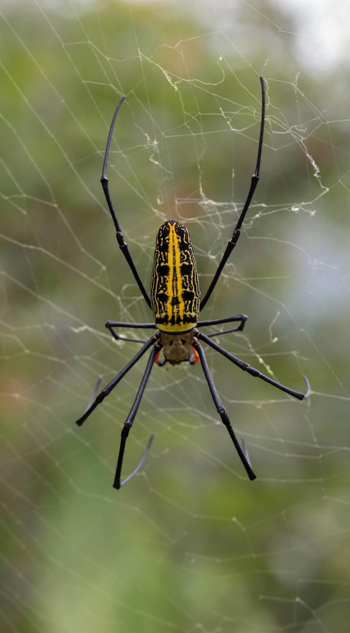 Golden Spider Silk - Etsy