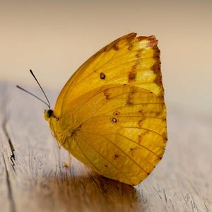 May include: A close-up of a yellow butterfly with brown markings on its wings. The butterfly is perched on a wooden surface. The wings are detailed with veins and spots, and the butterfly's antennae are visible.