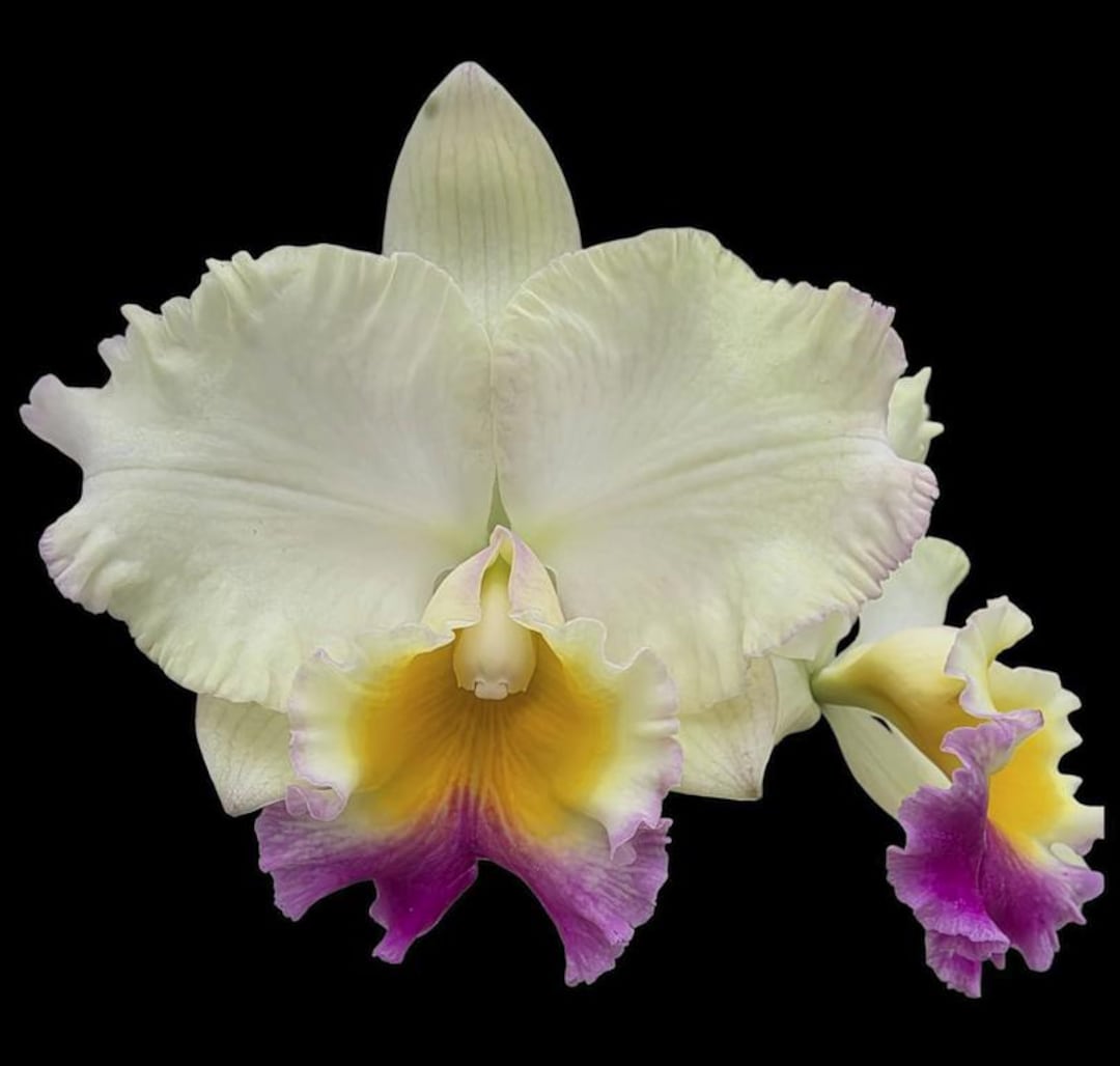 Rlc Goldenzelle X Hsinying Catherine, Large Blooming Size Cattleya