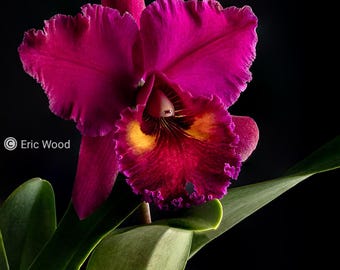 Rlc Lake Murray 'Mendenhall' near blooming size cattleya orchid clone. Large fragrant dark lavender blooms.