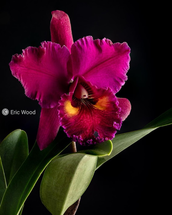Rlc Lake Murray 'mendenhall' Near Blooming Size Cattleya Orchid