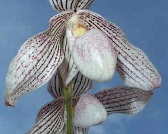 Paphiopedilum Greyi x Paph kolokapingii, ibrido di orchidea paphiopedilum multifloreale di dimensioni fiorite