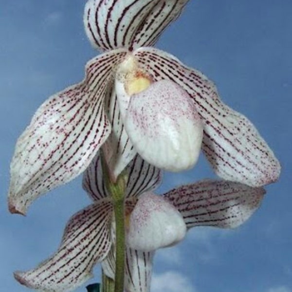 Paphiopedilum Greyi x Paph kolokapingii , Blooming size multifloral paphiopedilum orchid hybrid