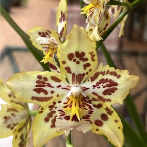 May include: Close-up of a yellow orchid flower with brown spots and a yellow and red center. The flower has a unique shape and texture, with multiple petals and a prominent lip. The image includes the text "405112: Onc. Brennan Scott Barfield #1 'HOF' Helena Rame."