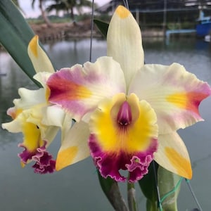 Rlc Amazing Bangkok. Amazing blooming size cattleya orchid clone 5" pot. Beautiful fragrant blooms.