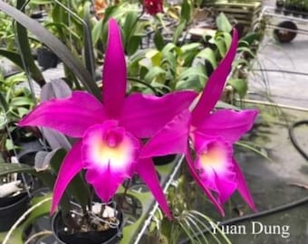 Rby TLDC Divine Phoenix 'Pterodactyl' Blooming size Brassavola cucullata clone. Unique large star shaped blooms