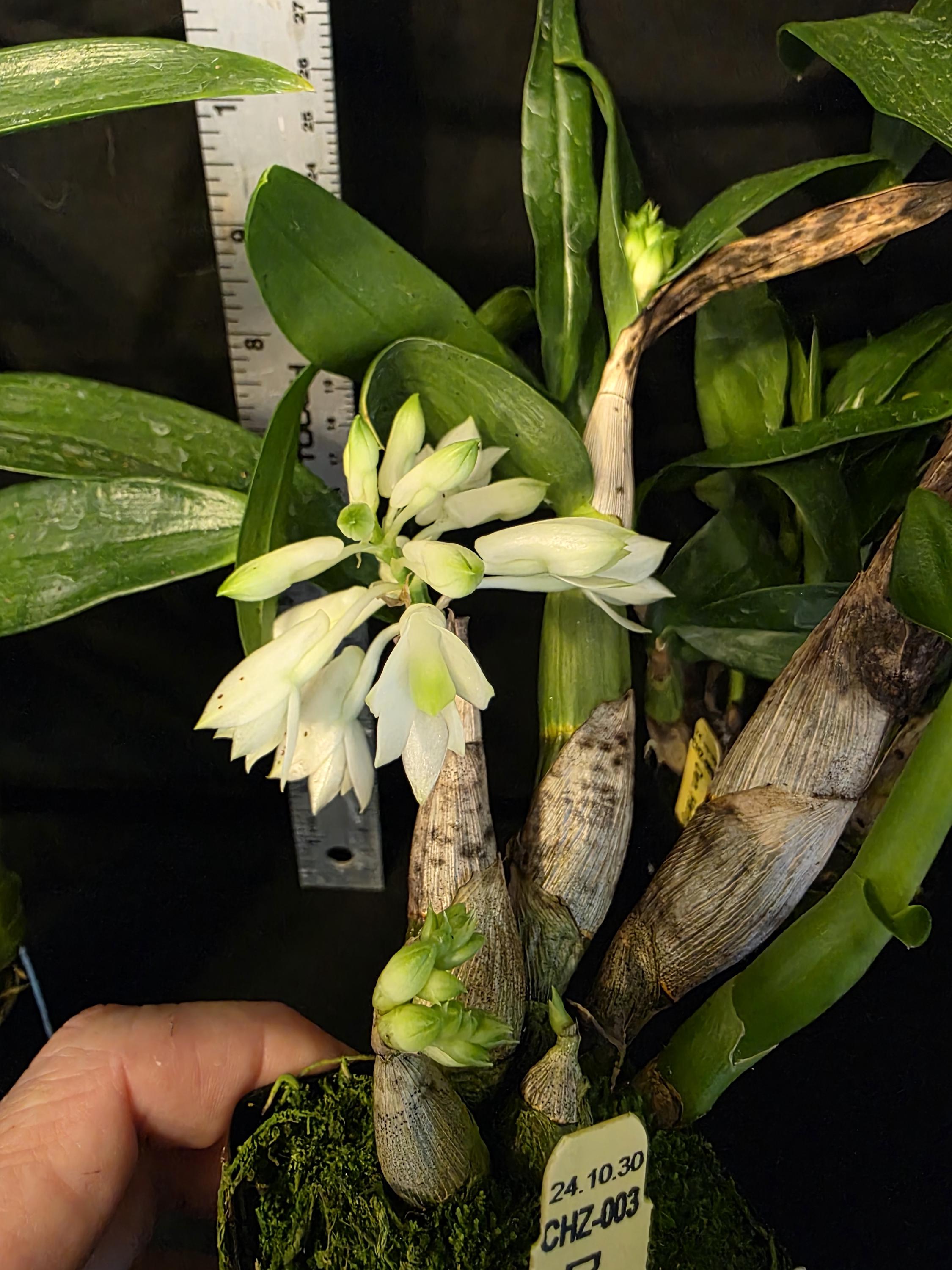 Dendrobium Hsinying Smile 'mont Blanc' Blooming Size Dendrobium