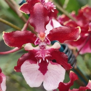 Oncidium Sharry Baby 'Sweet Fragrance' Large Blooming Size plant outgrowing a 3.5" pot. Intoxicating sweet fragrance like chocolate