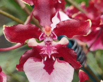 Oncidium Sharry Baby 'Sweet Fragrance' Large Blooming Size plant outgrowing a 3.5" pot. Intoxicating sweet fragrance like chocolate