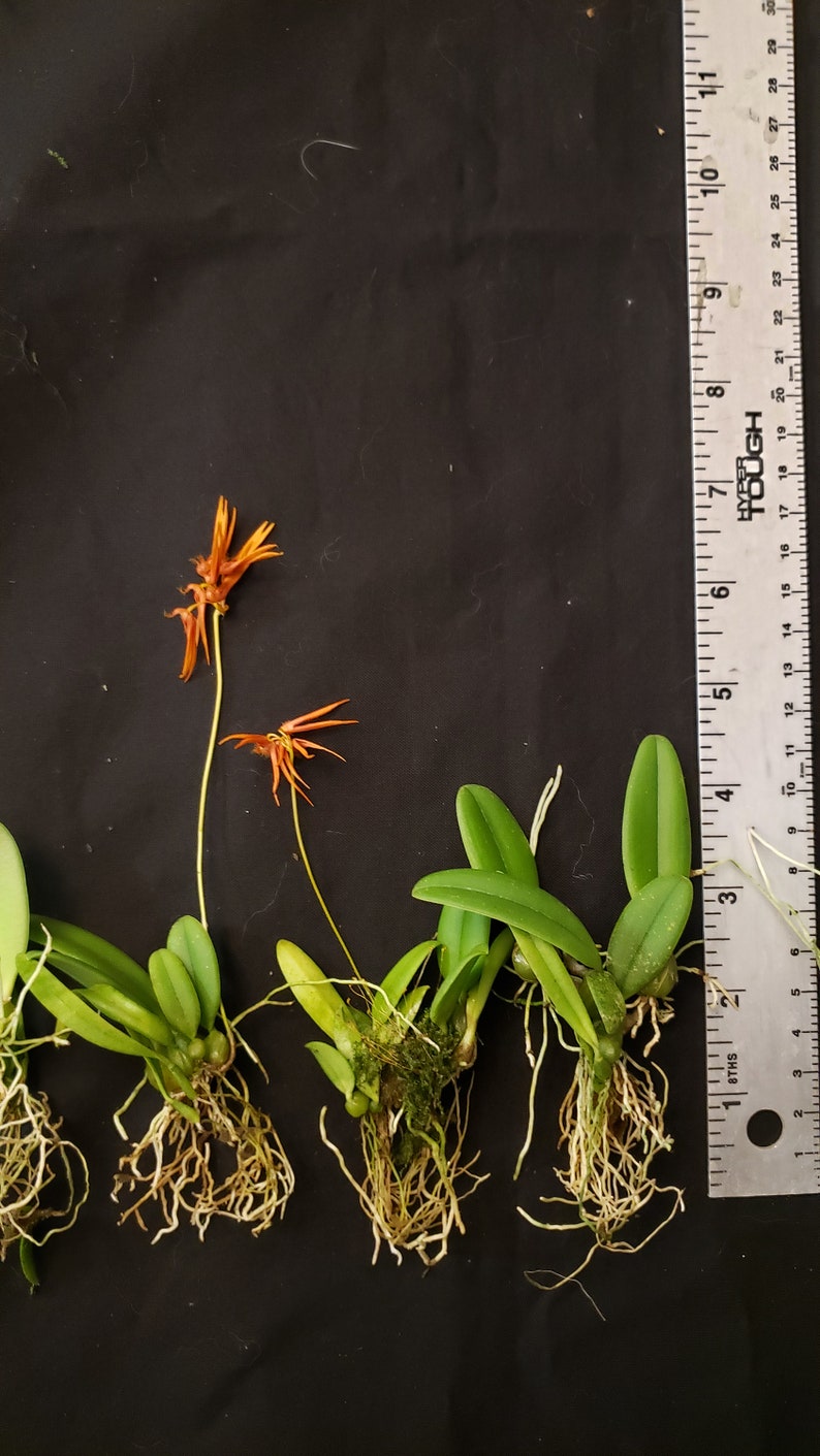 Bulbophyllum electrinum var calvum x sib. Blooming size miniature Bulbophyllum orchod species. image 6