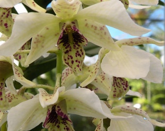 In Bloom Dendrobium Roy Tokunaga 'Spots x 4n' Blooming size Latauriate Dendrobium. Long lasting blooms