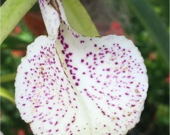 Bc Nakornpathorme Silver. (BC Binosa x B.nodosa). Blooming size brassavola orchid hybrid. Fragrant spotted blooms.