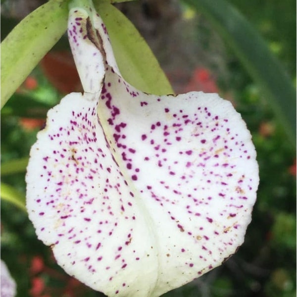 Bc Nakornpathorme Silver. (BC Binosa x B.nodosa). Blooming size brassavola orchid hybrid. Fragrant spotted blooms.