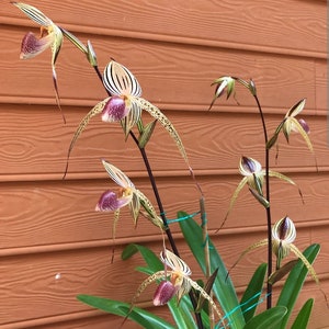 Paphiopedilum Lady Isabel. Meerbloemige paphiopedilumhybride in bloei size