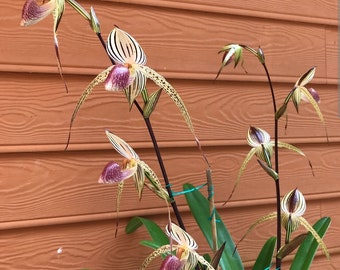 Paphiopedilum Lady Isabel. Blooming size multifloral paphiopedilum hybrid