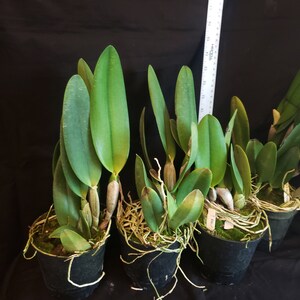 Rlc Pratum Green 'NN' Groß und gesund blühende Cattleya Orchidee Hybride. 11 cm Topf Duftend Bild 2