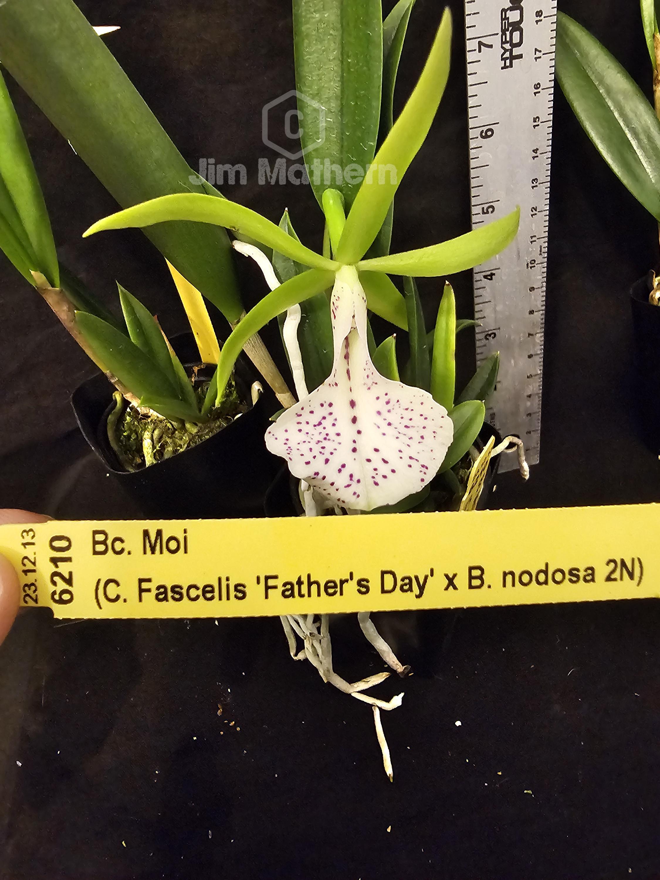 OrchidJim941 - Etsy 日本