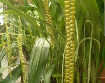 Dendrochilum magnum 'HOF Select'  large blooming size plant. Divisions of large blooming size plants established in and overcrowding a 3.5"