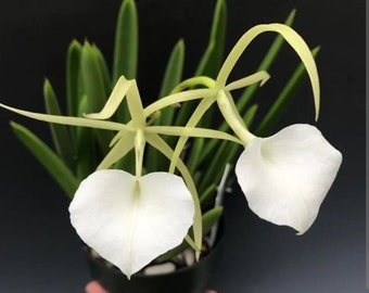 Brassavola nodosa x sib 'Mas Mejor x Remar' Blooming size Brassavola Orchid species. Highly fragrant at night.