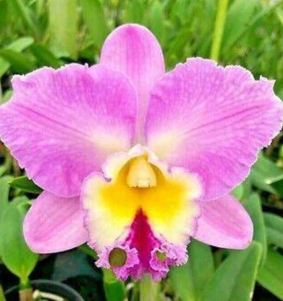 Cattleya Hawaiian Deluxe 'NN' Blooming Size Fragrant Cattleya