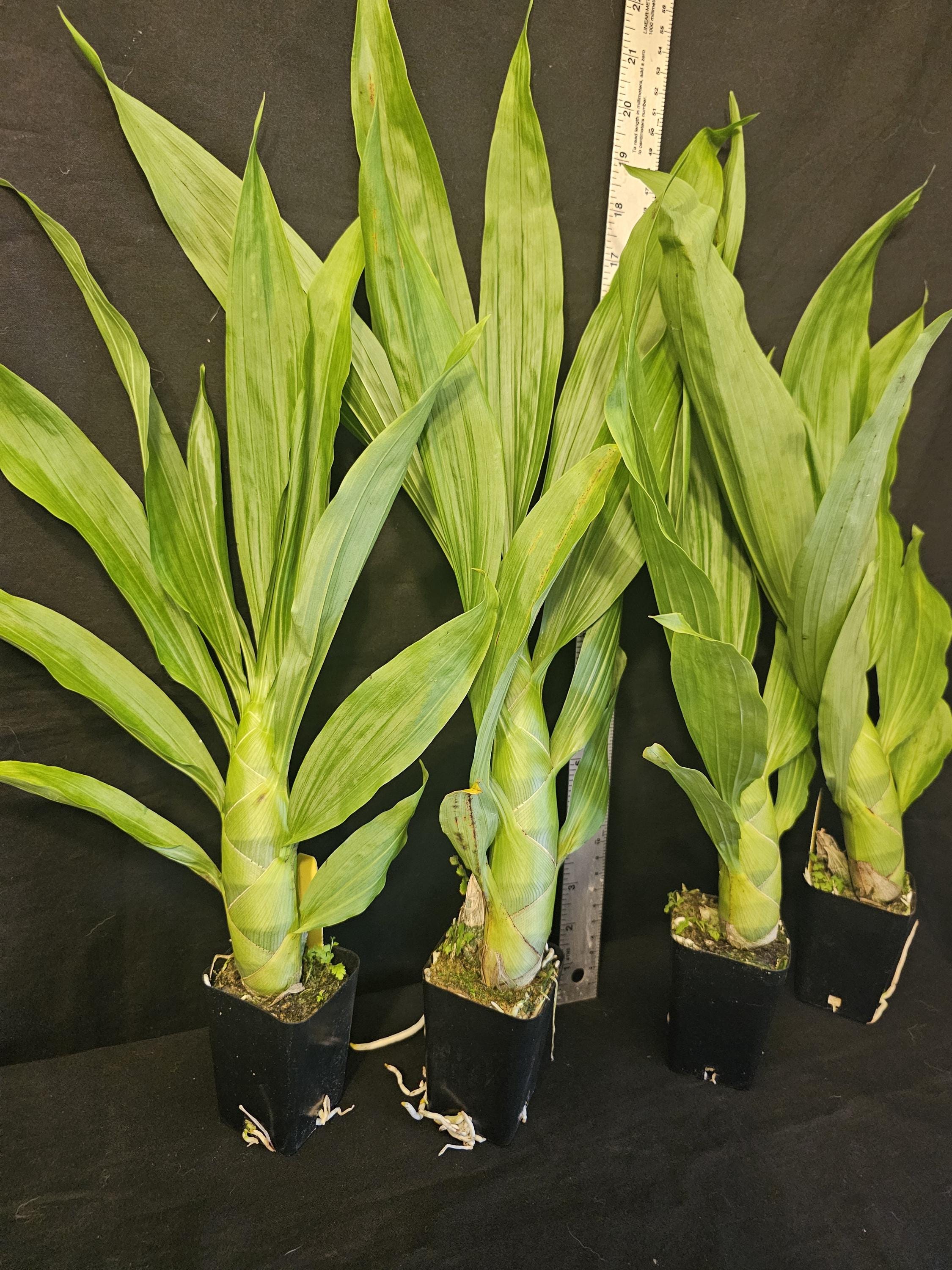 Cycd. Emerald Swans (mormodes Tezontle X Cycnoches Warszewiczii