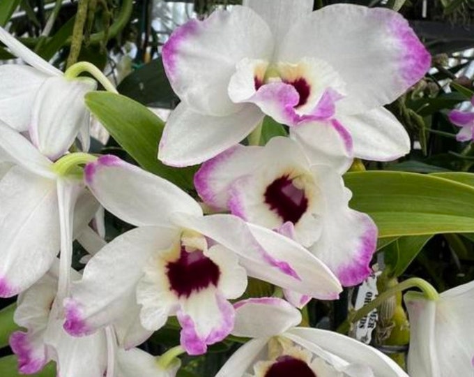 Orchid Dendrobium Nobile Den. Angel Moon 'love Letter' Live Plant 2 ...