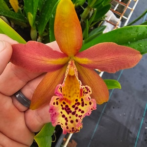 Rby. Copper Queen 'H&R' near blooming size brassavola cattleya orchid. Fragrant, spotted, color transitioning blooms. Highly sought after image 1