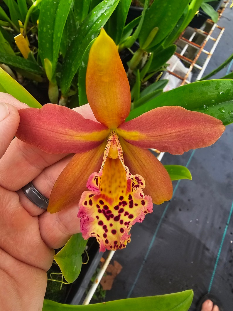 Rby. Copper Queen 'H&R' near blooming size brassavola cattleya orchid. Fragrant, spotted, color transitioning blooms. Highly sought after image 1