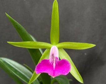 Bc Gulfshore's Beauty 'Green Gem' Blooming size primary hybrid Brassavola Cattleya fragrant Orchid clone. Beautiful green and pink blooms