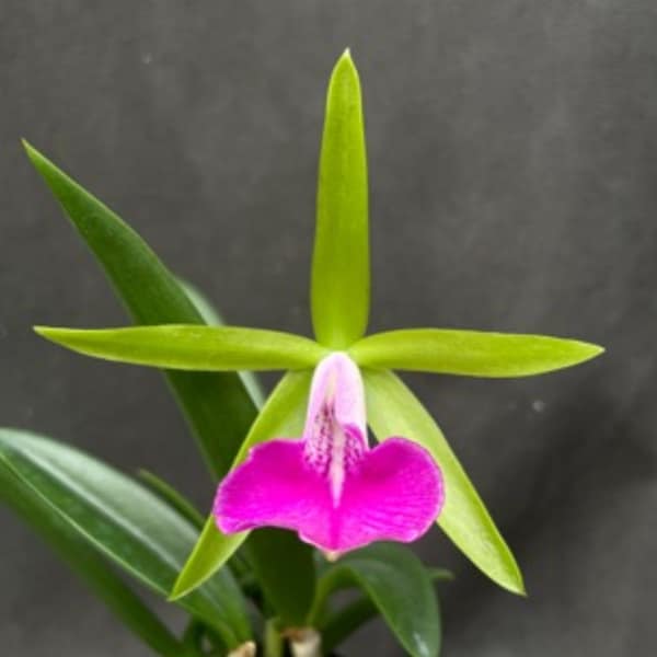 Bc Gulfshore's Beauty 'Green Gem' Blooming size primary hybrid Brassavola Cattleya fragrant Orchid clone. Beautiful green and pink blooms