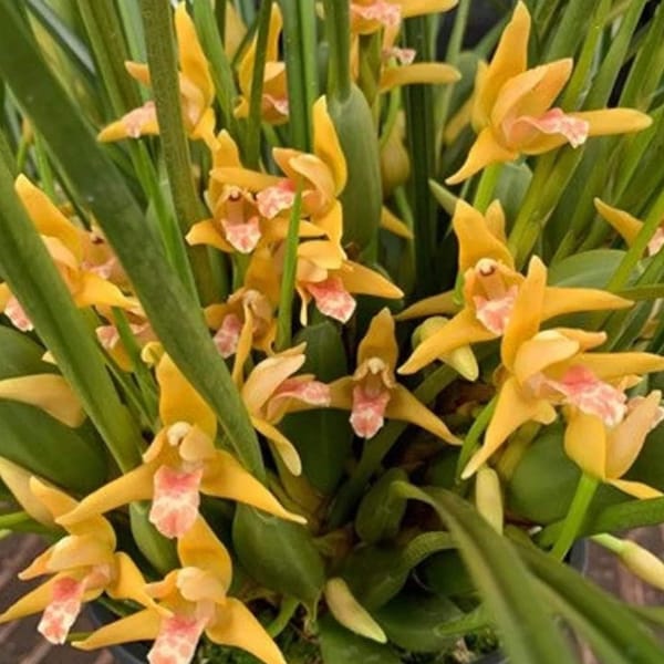 Maxillaria tenuifolia 'Yamada' AM.AOS (Yellow form) Large Blooming size plants. Coconut orchid