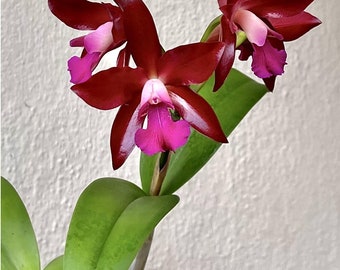 Ctt. Sagarik Wax 'African Beauty' near blooming size cattleya orchid clone