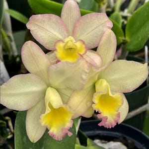 May include: Close-up of several Cattleya orchids. The flowers have pale yellow petals with pink edges and a bright yellow and pink lip. The orchids are in full bloom, showcasing their intricate details and vibrant colors.