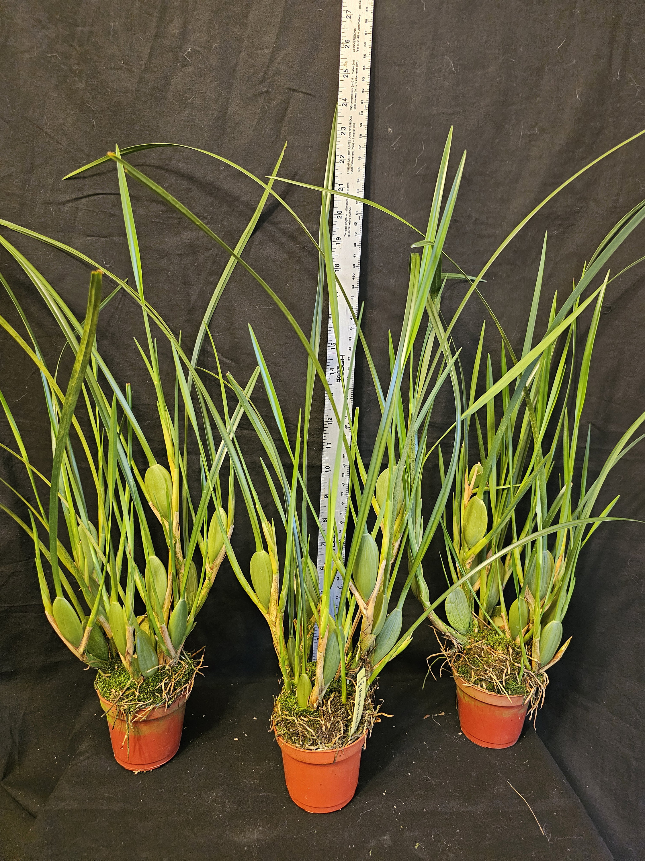 Maxillaria Tenuifolia 'green Valley' Typical Red/maroon