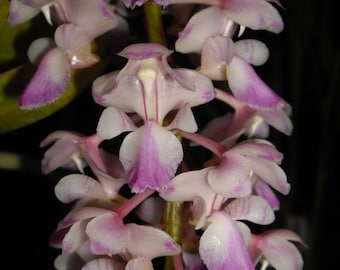 Aerides falcata. Espèce d'orchidée de type vanda de taille non fleurie. Épis de fleurs pendants et parfumés.