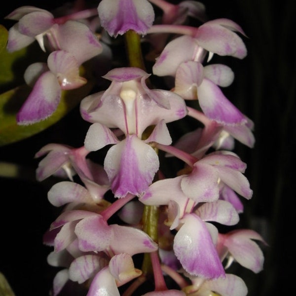 Aerides falcata. Non blooming size vanda type orchid species. Fragrant pendulous bloom spikes.