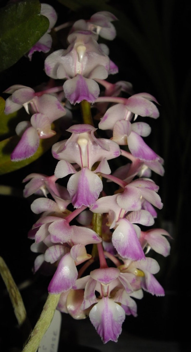 Aerides falcata. Non blooming size vanda type orchid species. Fragrant pendulous bloom spikes. image 1