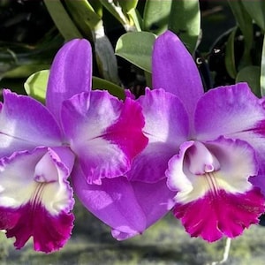Lc Mari's Love 'Taka' blooming size compact growing cattleya orchid clone. Highly fragrant beautiful peloric blooms