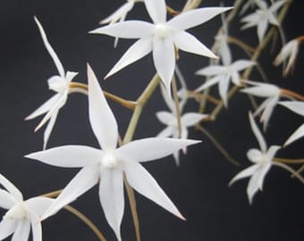 Aerangis biloba. Rare African native orchid species. Fragrant beautiful white blooms.