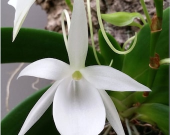 Angraecum leonis , Espèce d'orchidée Angraecum proche de la floraison. Belles fleurs parfumées d'un blanc pur.